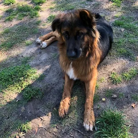 Appartement Dom žaba - Spreewaldatmosphäre Im Neu Renovierten Bauwagen Burg (Spreewald)