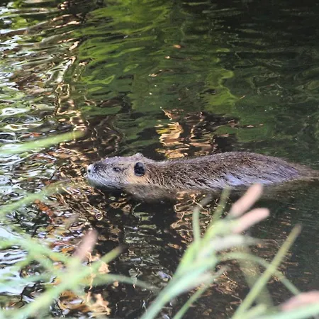 Dom Zaba - Spreewaldatmosphaere Im Neu Renovierten Bauwagen Burg (Spreewald)