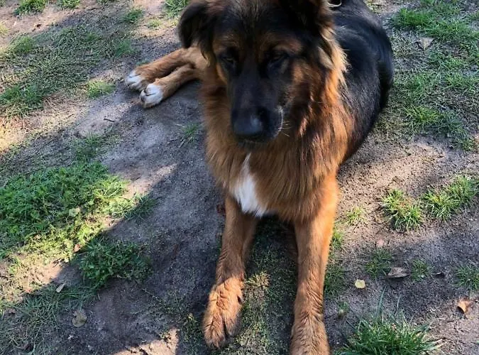 شقة Dom Zaba - Spreewaldatmosphaere Im Neu Renovierten Bauwagen بورغ