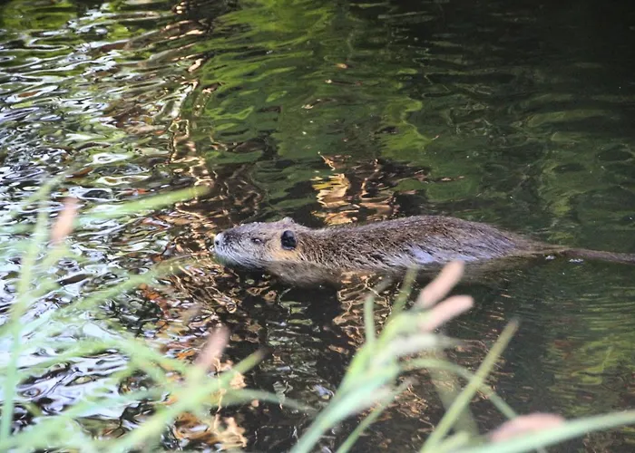 Dom Zaba - Spreewaldatmosphaere Im Neu Renovierten Bauwagen بورغ