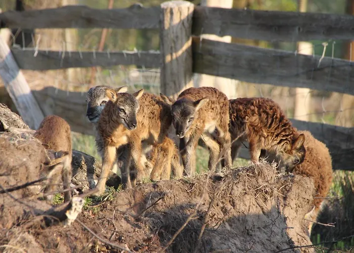 شقة Dom Zaba - Spreewaldatmosphaere Im Neu Renovierten Bauwagen بورغ